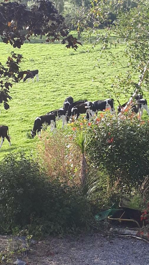 Annaswood B&B Cahir Dış mekan fotoğraf